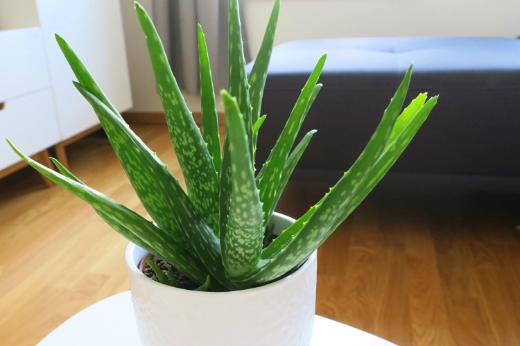 Aloe Vera Pflanze